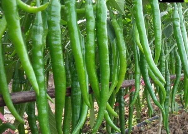 Ớt đậu đũa với chiều dài nhất trong các loại ớt khoảng 25- 30 cm
