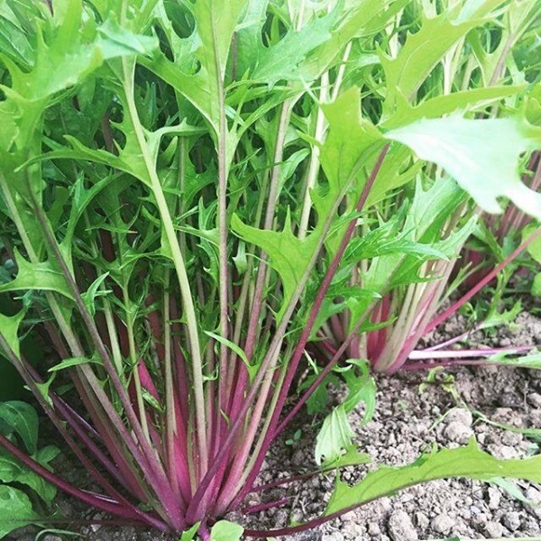 Rau cải đuôi phụng đỏ là loại rau vừa có thể ăn mà còn có thể trang trí trong khuôn viên gia đình