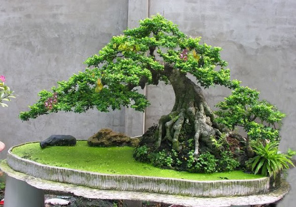 Cây bonsai là loại cây cảnh có nhiều hình dáng khác nhau với giá trị kinh tế cao