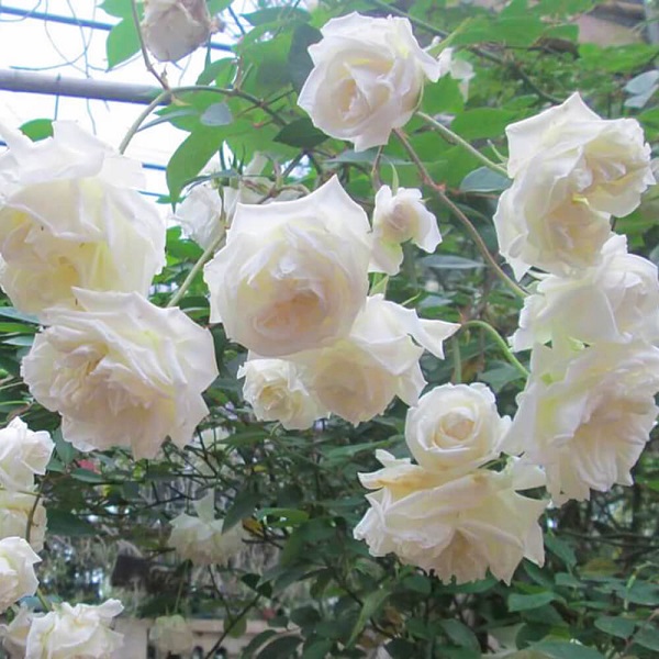 Hoa hồng cổ bạch ho với màu trắng tinh khiết