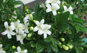 Các Loại Cây Cảnh Có Hoa Màu Trắng Được Trồng Phổ Biến