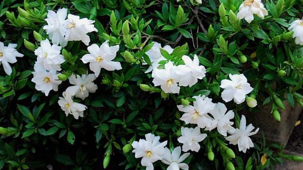 Cây hoa Dành Dành với màu trắng tinh khôi xinh đẹp