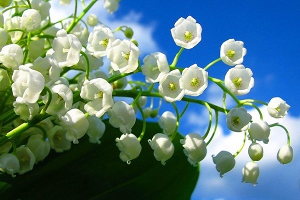 Hoa linh lan trắng thu hút mọi người bởi nét đẹp trong trẻo