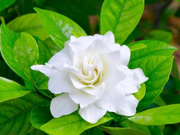 Hoa nhài có màu trắng với hương thơm nồng nàn và quyến rũ