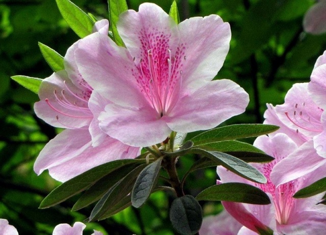 Đỗ quyên là loài hoa đẹp nhưng bên trong chúng cũng chứa chất gây hại