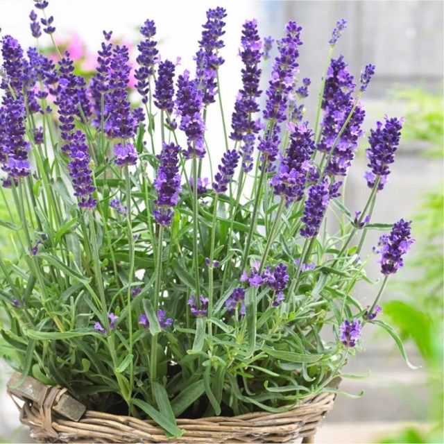 Mùi hương dịu nhẹ của hoa oải hương có thể làm muỗi tránh xa nơi ở của bạn