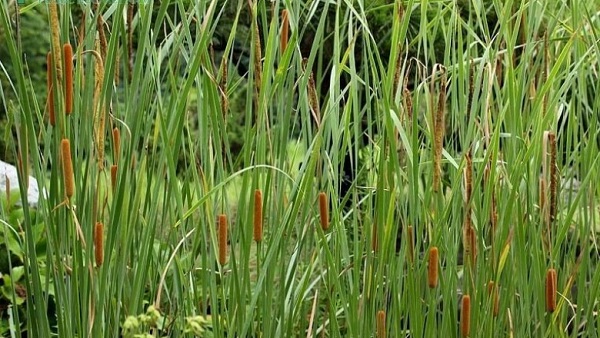 Cây cỏ nến được sử dụng như máy lọc nước tự nhiên 