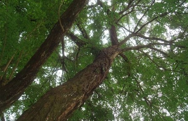 Cây Cẩm lai là loại cây gỗ cho bóng mát được trồng nhiều