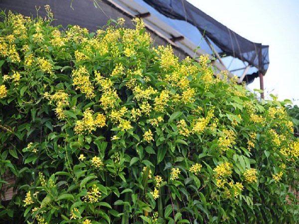 Hoa mai Hoàng yến có nét đẹp độc đoá khi được trồng thành giàn leo chống nắng