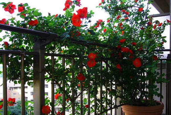 Hoa hồng leo là loại cây dễ trồng ở ban công cho cảnh quan đẹp lãng mạn