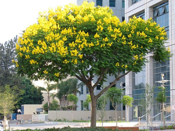 Cây giáng hương được trồng nhiều trong các công trình, khu đô thị