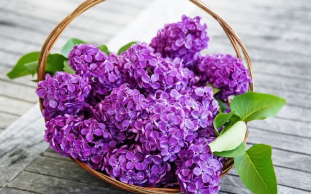 Hoa tử đinh hương là một trong những loài hoa màu tím đẹp nhất