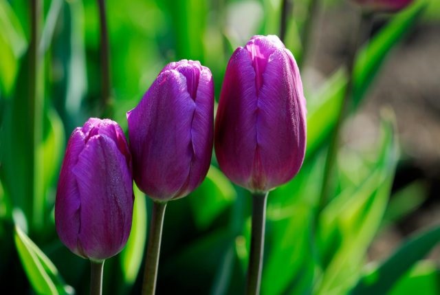 Hoa tulip tím  tượng trưng cho sự thịnh vượng