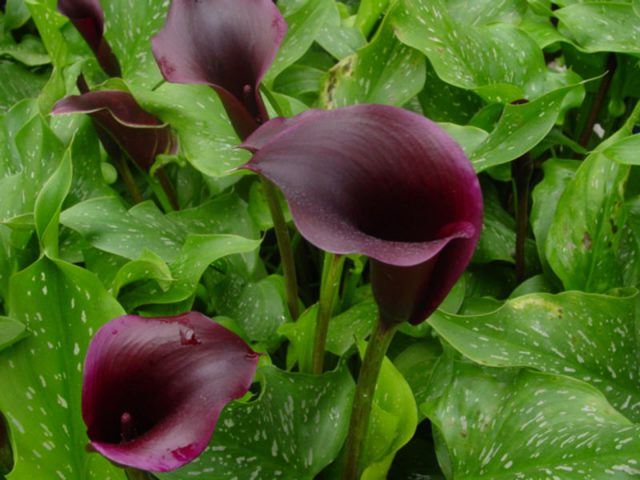Hoa calla lily có màu tím đậm đẹp mắt