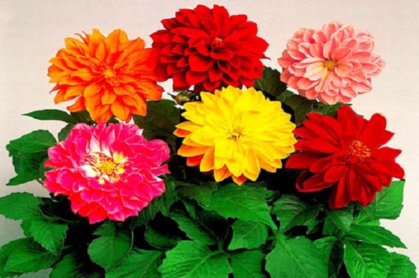 Hoa thược dược cũng là loại cây ngắn ngày cho hoa đẹp được nhiều người yêu thích
