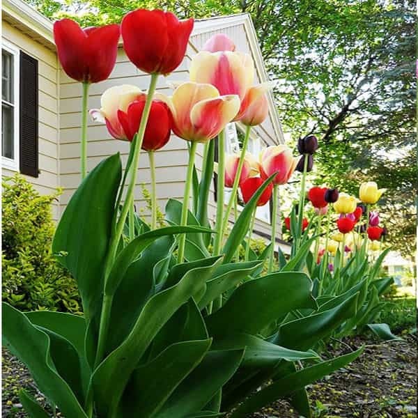 Nói đến những loại cây ngắn ngày đẹp thì không thể kể thiếu cây hoa Tulip