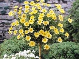 Các Loại Cây Hoa Thân Gỗ Được Trồng Nhiều Hiện Nay