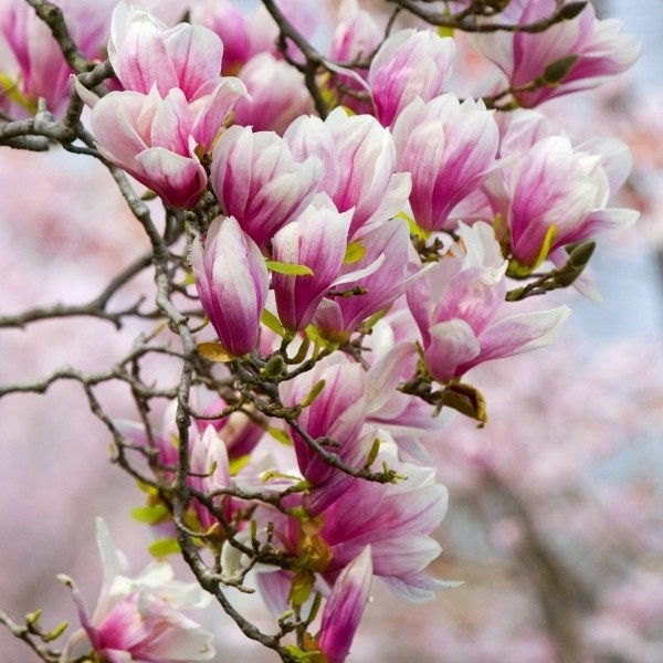Hoa mộc lan là loại cây hoa thân gỗ rất được yêu thích