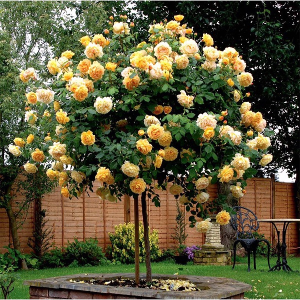 Hoa hồng thân gỗ thích hợp trồng nơi ban công, sân vườn…