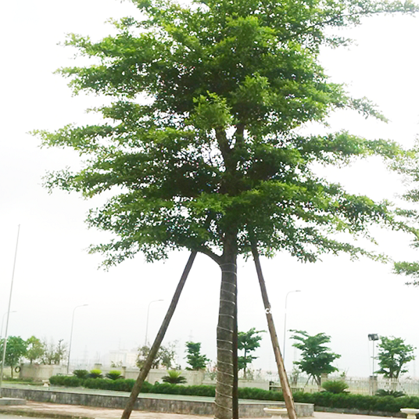 Trồng bàng Đài Loan tạo bóng mát là lựa chọn hoàn hảo vì cây có tán rộng và ít rụng lá