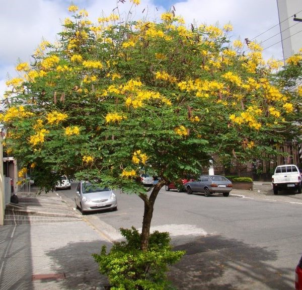 Lim xẹt là loại cây cho bóng mát lớn, rụng lá ít ngay cả khi trời mưa bão