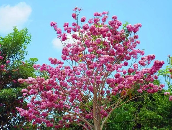 Cây kèn hồng chính là một trong những loại cây bóng mát rất ít rụng lá