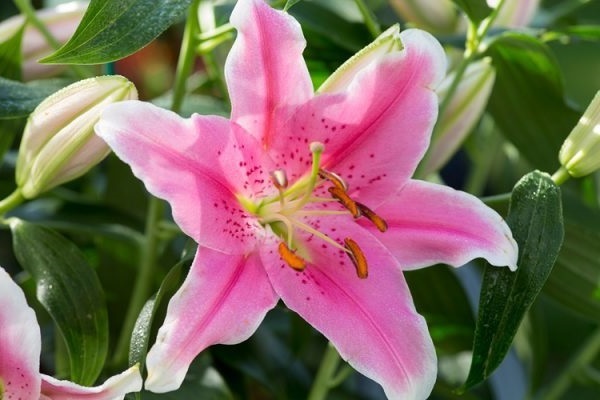 Hương thơm của hoa lily giúp loại bỏ đi mùi thuốc lá trong không khí