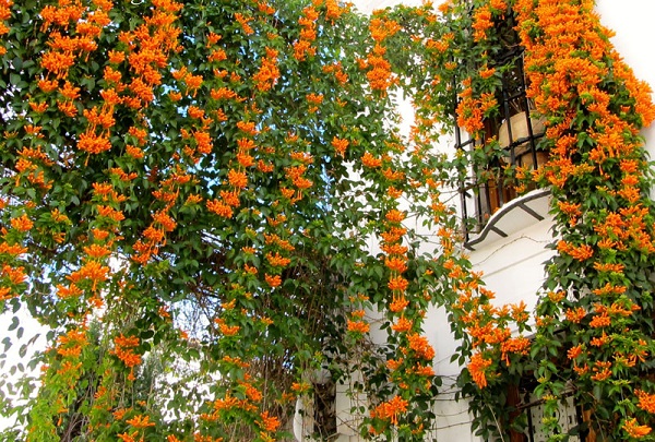 Hàng rào trồng hoa leo chùm ớt xuất hiện phổ biến ở nước ta