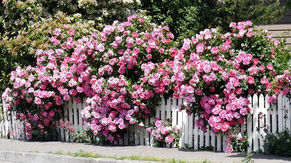 Hoa hồng leo mang đến cho hàng rào một nét đẹp lãng mạn