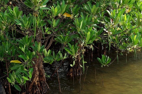 Cây vẹt khoang ở rừng ngập mặn có thể dùng để làm thuốc