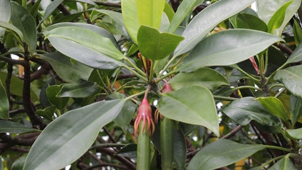 Cây vẹt dù là loại cây ở rừng ngập mặn có thể dùng trong nhiều lĩnh vực
