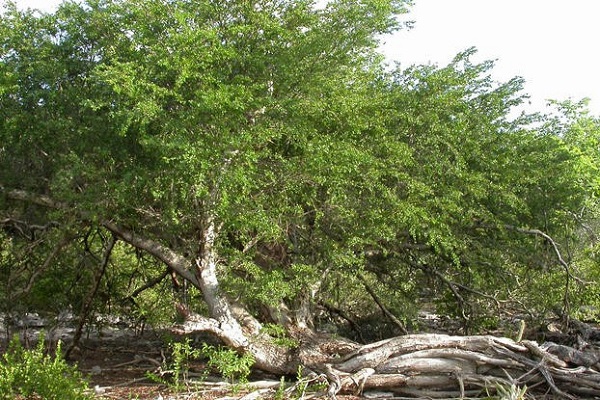 Loại cây độc đáo này hiện còn số lượng rất ít trong tự nhiên