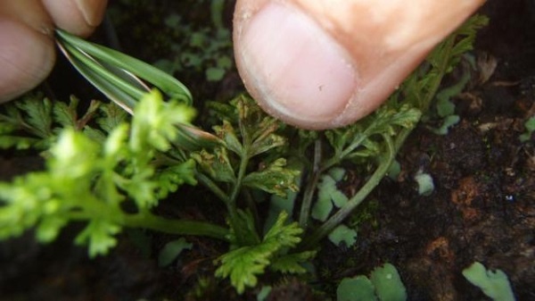 Cây dương xỉ này có hình dáng độc đáo và sinh trưởng trong điều kiện khắc nghiệt
