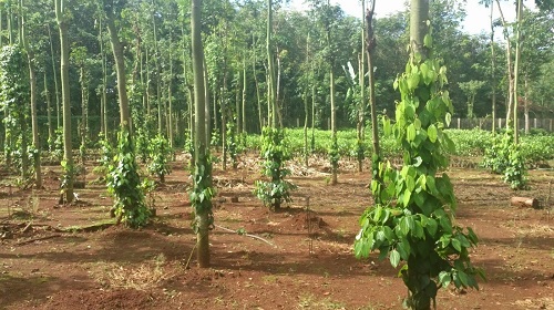 Cây muồng đen có thể bổ sung nguồn đạm hữu cơ cho đất trồng tiêu
