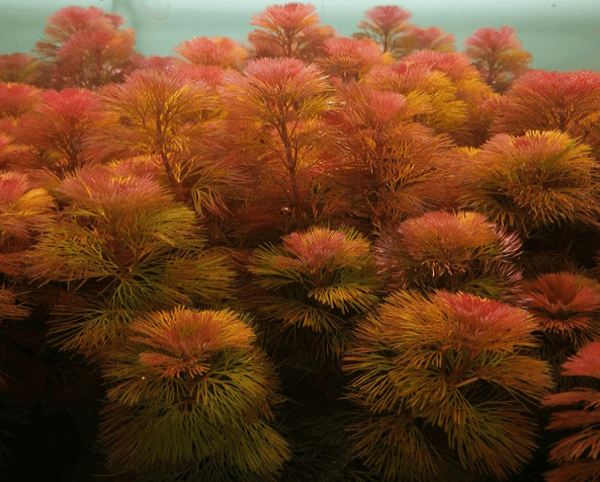 Cây thủy sinh Rong La Hán có đặc điểm mọc theo phương thẳng đứng, chúng có thân cứng hơn các loài rong rêu khác