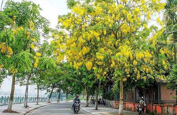 Loại cây này được trồng ở công viên bởi những chùm hoa vàng óng buông rủ đem đến không gian tươi mát và làm đẹp cảnh quan