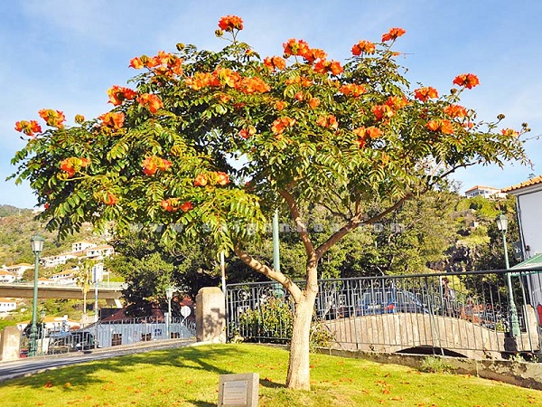 Cây sò đo cam cũng là một cây trong nhóm cây bóng mát có hoa đẹp