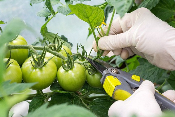 Lá cà chua là vật liệu tự nhiên có công dung hiệu quả trong xua đuổi côn trùng