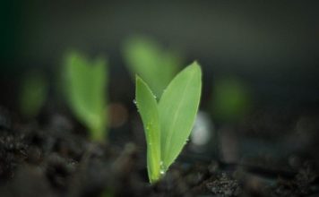 Cách Ngâm Ủ Hạt Giông Ngô Cho Tỷ Lệ Nảy Mầm Cao