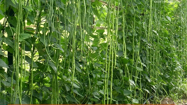 Cây đậu đũa không quá kén chọn môi trường đất gieo trồng