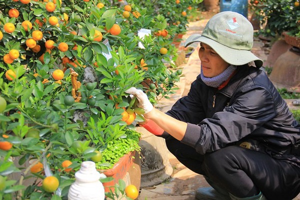 Công đoạn chăm sóc cây trước khi trồng quất Bonsai đóng vai trò quan trọng