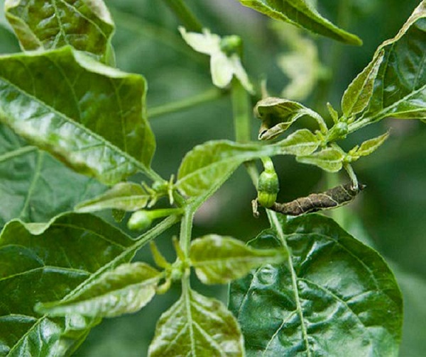 Cây ớt bị xoắn lá cũng có thể do virus gây ra