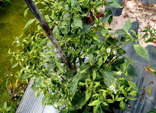 Trồng cây ớt với những loại cây khác như cà chua, bầu bí để hạn chế tình trạng bệnh xoăn lá cây