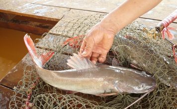 Biết cách trị bệnh cho cá lăng, nuôi đâu thắng đó Cá lăng