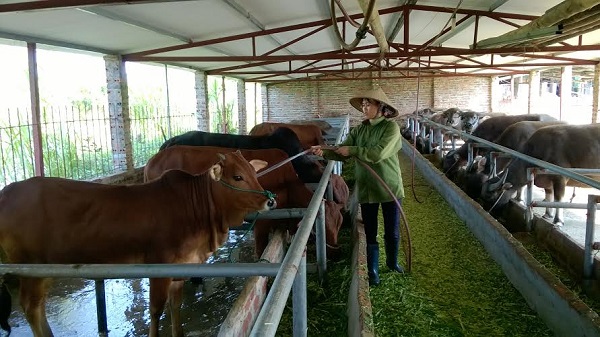 Khi thiết kế chuồng trại chăm nuôi bò thịt cần đảm bảo thuận tiện cho việc vệ sinh, chăm sóc bò