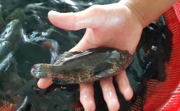 Bệnh trên cá mú – bắt bệnh và phòng trị Phòng bệnh cho cá mú