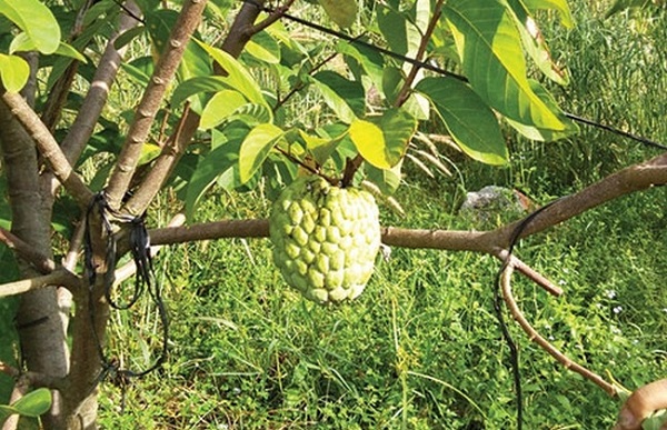 Giống mãng cầu Thái Lan cho trái lớn, đẹp mắt