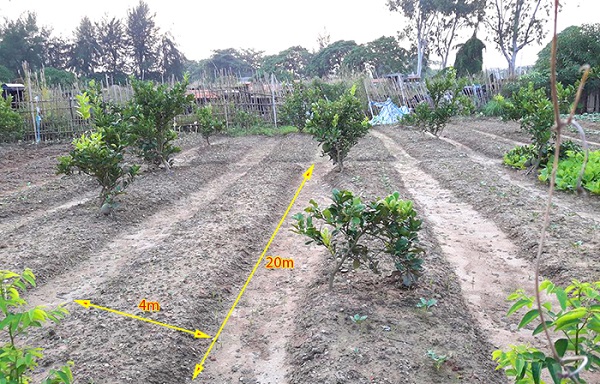 Chuyển đổi cây trồng thích ứng khô hạn ở ĐBSCL