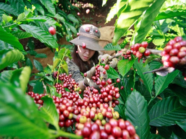 Kỹ thuật trồng cây cà phê không có gì quá phức tạp