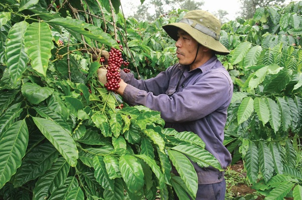 Vườn trồng cà phê cần được thiết kế đảm bảo thuận tiện cho việc chăm sóc và thu hoạch